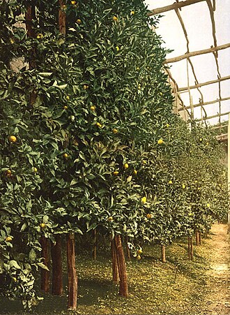 Lemon: A lemon tree Limone Garda Lake of Italy