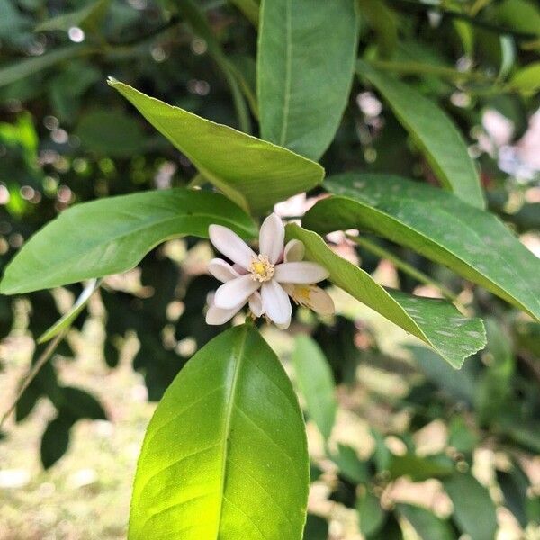 Lemon (Citrus limon)