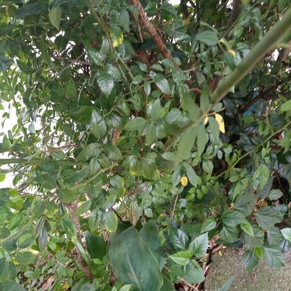 Lemon (Citrus limon)