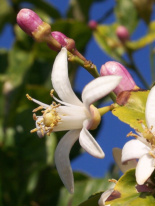 Lemon: Citrus x limon (Limonero) — flor y capullos - Camino del Derramador de la Algüeda, Albatera
