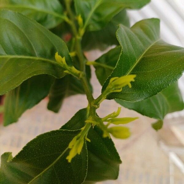 Lemon (Citrus limon)