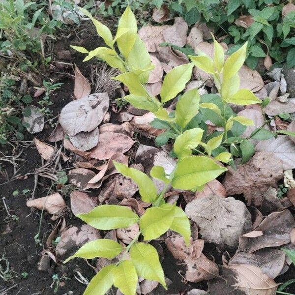 Lemon (Citrus limon)