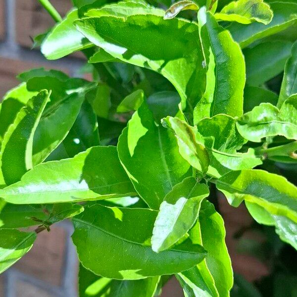Lemon (Citrus limon)