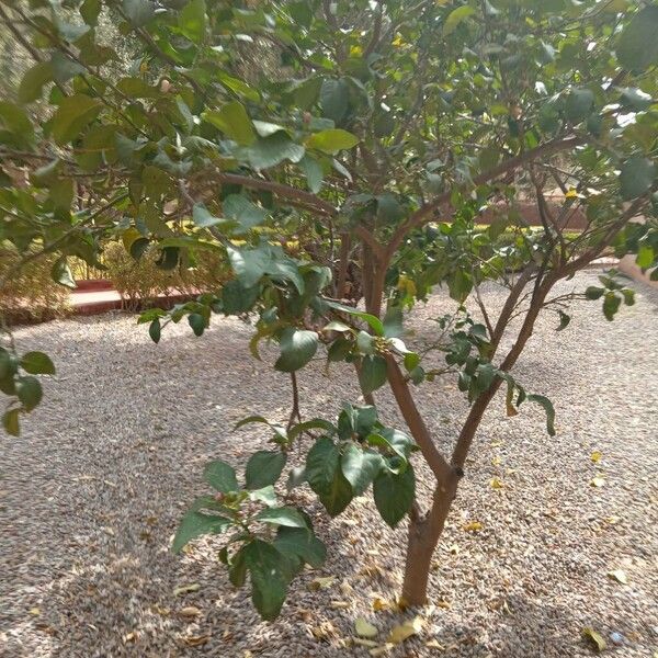 Lemon (Citrus limon)