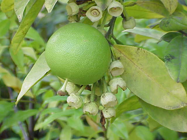 Shaddock: Species : Citrus maxima Family : Rutaceae Image No. 1