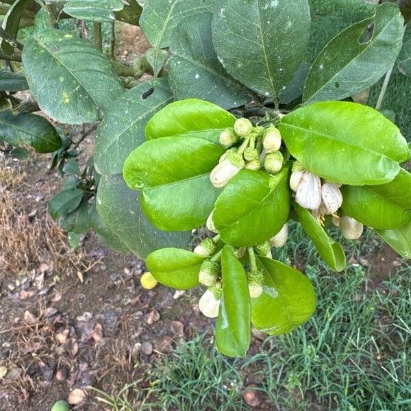 Shaddock (Citrus maxima)
