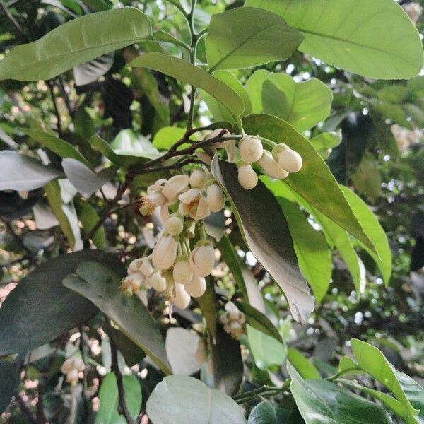 Shaddock (Citrus maxima)