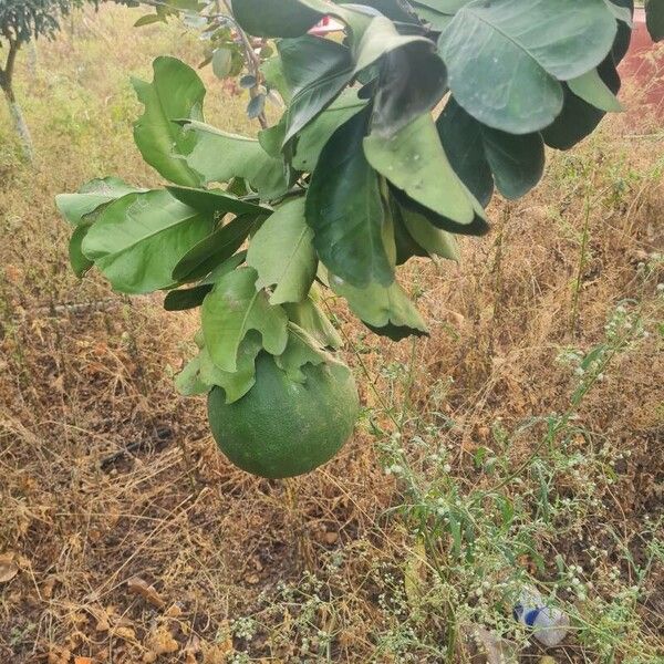 Shaddock (Citrus maxima)