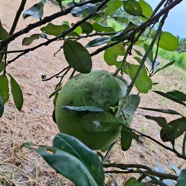 Shaddock (Citrus maxima)
