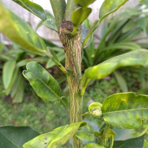 Shaddock (Citrus maxima)