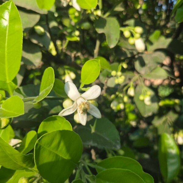 Shaddock (Citrus maxima)
