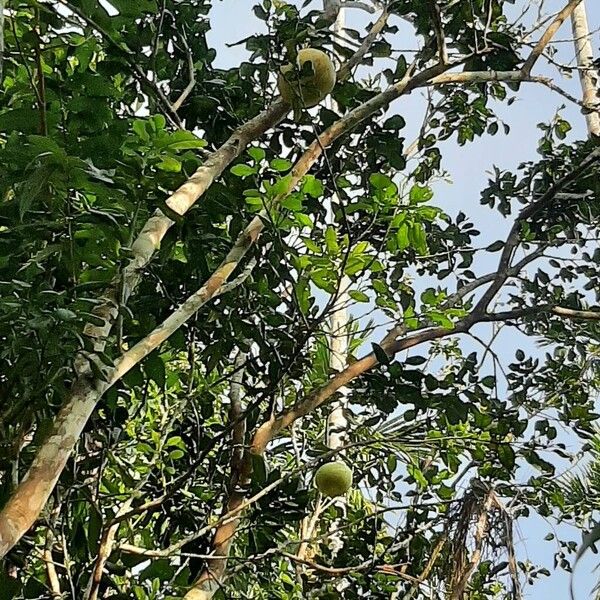 Shaddock (Citrus maxima)