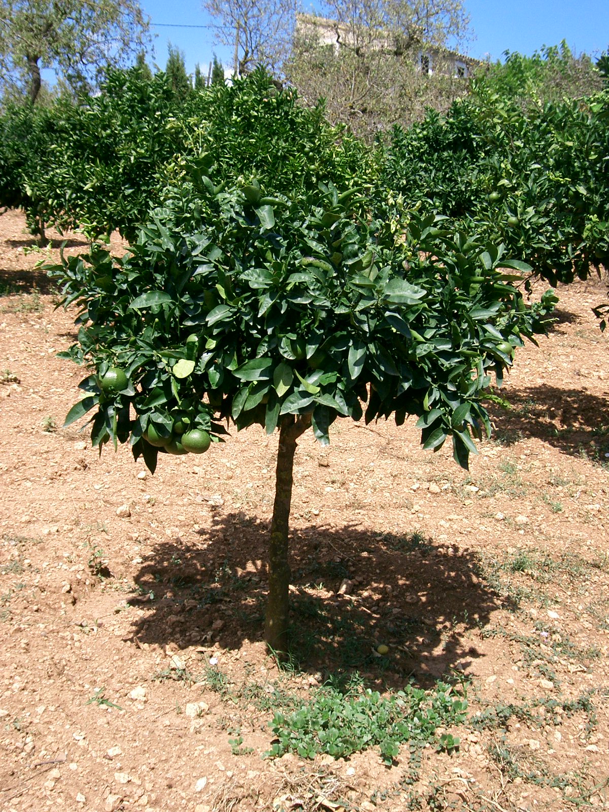 Shaddock: Aranger. Citrus maxima . Son Carrió. Mallorca.