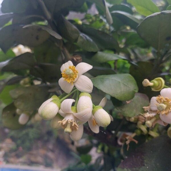 Shaddock (Citrus maxima)