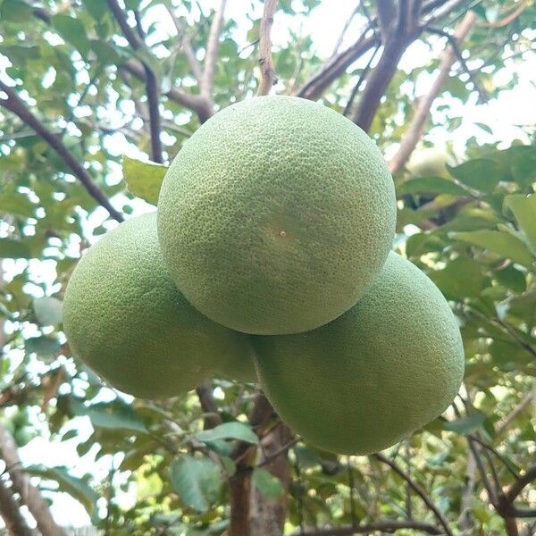 Shaddock (Citrus maxima)