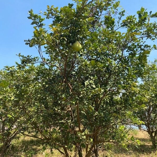Shaddock (Citrus maxima)