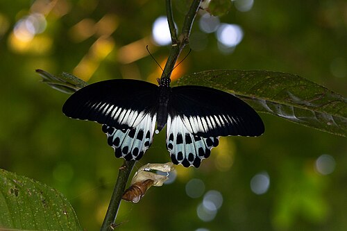 Citron: Blue Mormon Butterfly emerging out of caterpillar from it's host plant Citrus medica .