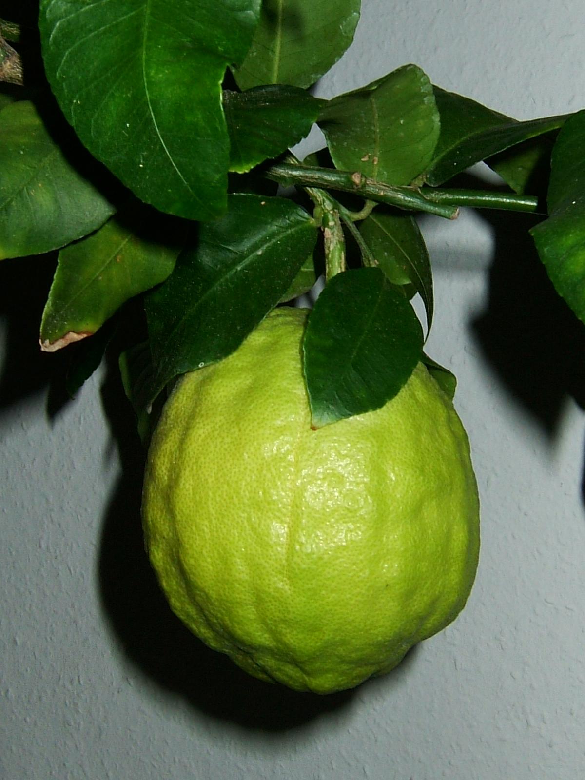 Citron: Fruit of the Citron ( Citrus medicus ). Originally uploaded to German wikipedia by de:Benutzer:K reger