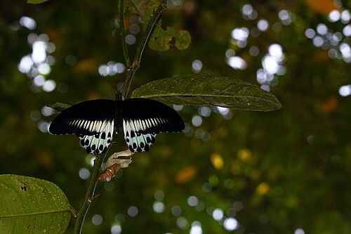 Citron: Blue Mormon Butterfly emerging out of caterpillar from it's host plant-Citrus Medica.