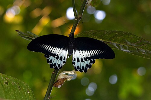 Citron: Blue Mormon Butterfly emerging out of caterpillar from it's host plant-Citrus Medica.