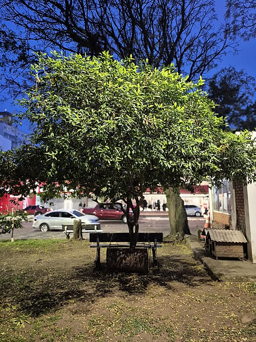 Mandarin orange: Bergamoteira (Citrus reticulata) na Praça do Coreto, em Bagé, RS, Brasil