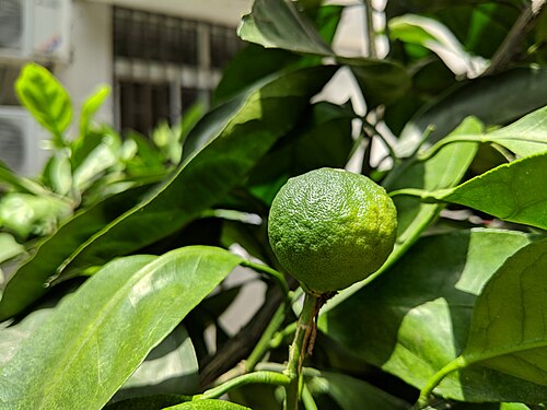 Mandarin orange: Citrus reticulata , photographed in Central China Normal University, Wuhan, Hubei Province, China