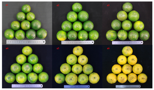 Mandarin orange: https://www.mdpi.com/2223-7747/11/23/3390