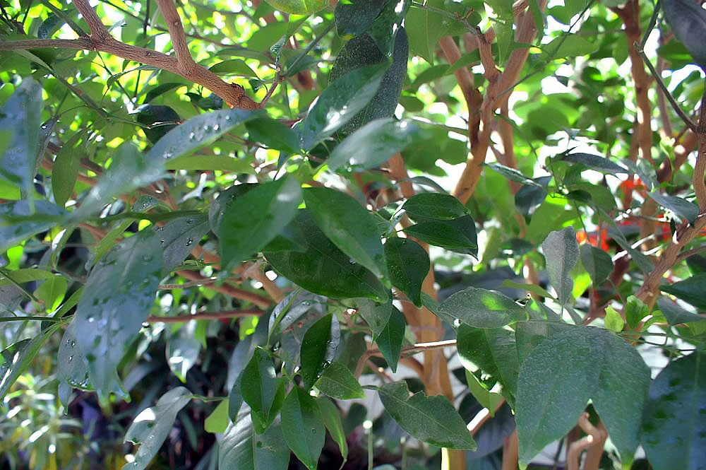 Mandarin orange: Location taken: United States Botanic Garden. Names: Citrus reticulata Blanco, Bergamota, Chu, Clementine, Culate Mandarin, Harilik mandariinipuu, Klementiini,