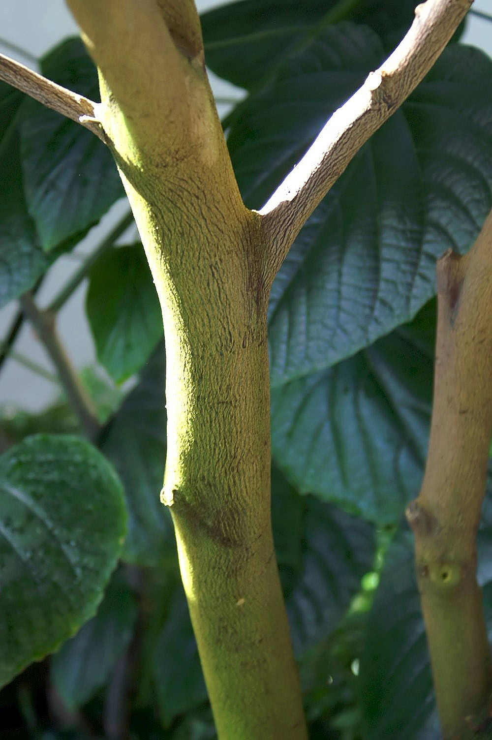 Mandarin orange: Location taken: United States Botanic Garden. Names: Citrus reticulata Blanco, Bergamota, Chu, Clementine, Culate Mandarin, Harilik mandariinipuu, Klementiini,