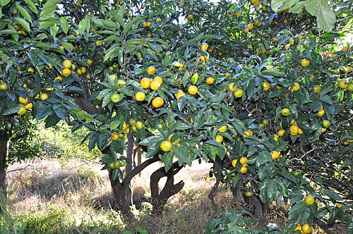 Mandarin orange: Taken in Bathumi