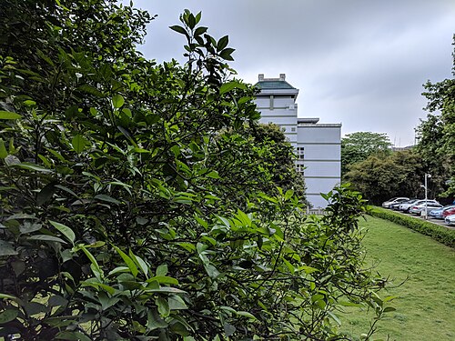 Mandarin orange: Citrus reticulata , photographed in Central China Normal University, Wuhan, Hubei Province, China