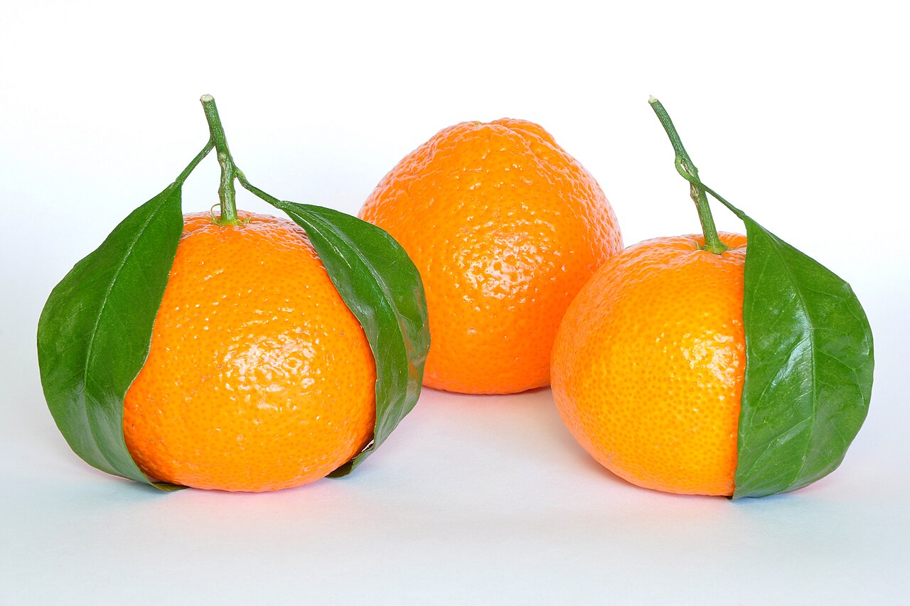 Mandarin orange: Mandarin oranges (Citrus Reticulata).