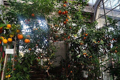 Mandarin orange: Citrus reticulata , Ogród Botaniczny UJ w Krakowie