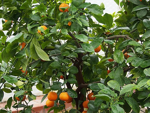 Mandarin orange: Mandarine ( Citrus reticulata ) cultivated in the Palm House in Wałbrzych, Poland.
