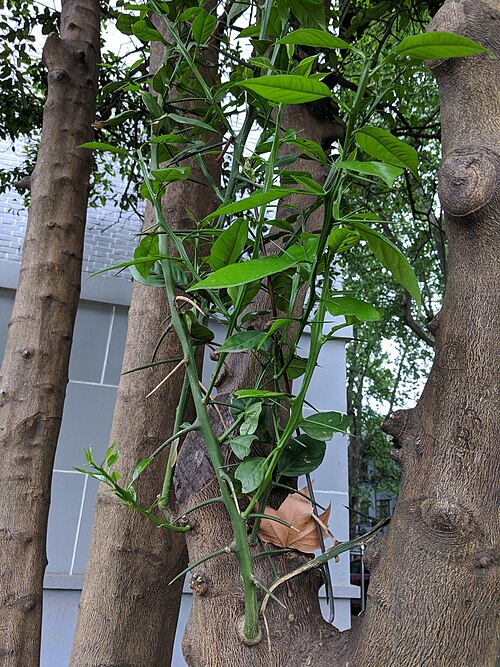 Mandarin orange: Citrus reticulata , photographed in Central China Normal University, Wuhan, Hubei Province, China
