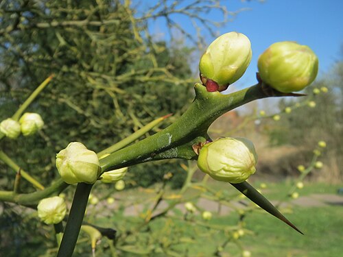 Hardy orange: Dreiblättrige Orange ( Citrus trifoliata ) in Hockenheim