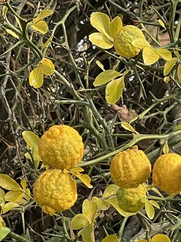 Hardy orange (Citrus trifoliata)