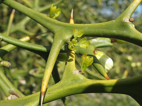 Hardy orange: Dreiblättrige Orange ( Citrus trifoliata ) in Hockenheim