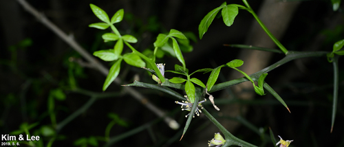 Hardy orange (Citrus trifoliata)