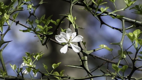 Hardy orange (Citrus trifoliata)