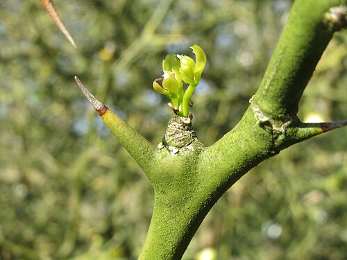 Hardy orange: Dreiblättrige Orange ( Citrus trifoliata ) in Hockenheim