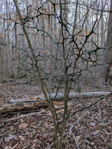 Hardy orange (Citrus trifoliata)