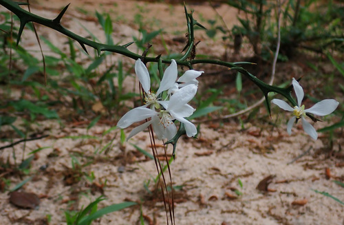 Hardy orange (Citrus trifoliata)