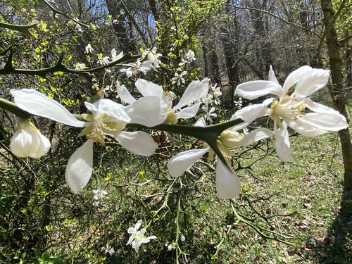 Hardy orange (Citrus trifoliata)