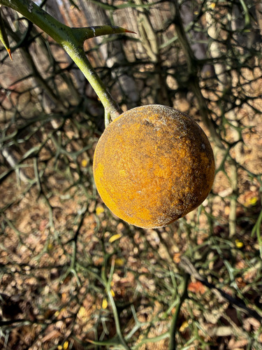 Hardy orange (Citrus trifoliata)