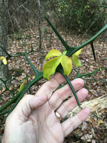 Hardy orange (Citrus trifoliata)