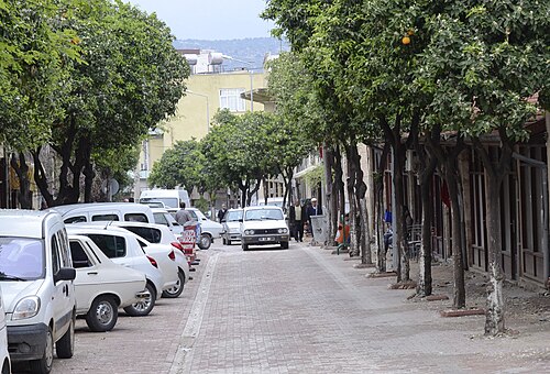 Bitter orange: Bitter orange (Citrus aurantium) trees by sidewalks of Yukaru Çarşı St in Kozan, Adana - Turkey.
