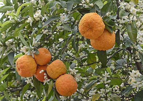 Bitter orange: Fruits of bitter orange (Citrus aurantium). Kozan, Adana - Turkey.