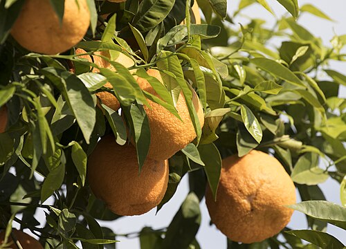 Bitter orange: Fruits of bitter orange ( Citrus × aurantium ). Seyhan - Adana, Turkey.