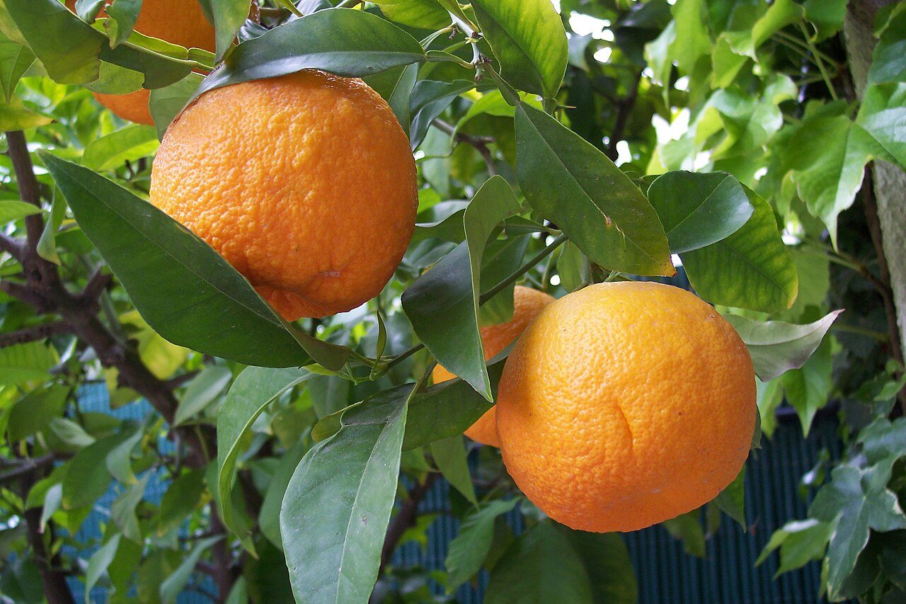 Bitter orange: Keserű narancs (Bergamott) citrus amurantium